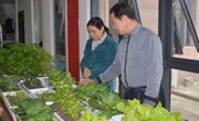阳台“菜园” 圆居民一个“田园梦”