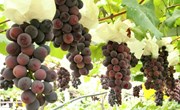 上观新闻：马陆葡萄“当家花旦”巨峰登场啦！