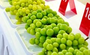 “嘉昆太宝”最好吃的葡萄同台打擂，谁胜出了？