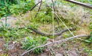 上观新闻：葡萄园惊现1.8米长蛇
