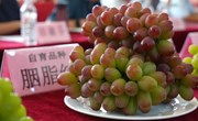 C位出道！马陆葡萄“顶流”新品首发，快来抢鲜→