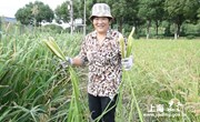 央视网：秋风拂水面 涟漪化乡愁 一道油焖茭白带你回味上海味道
